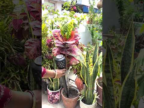 Solar Powered Garden Lights Mashaal (Buy 1 Get 1 Free)